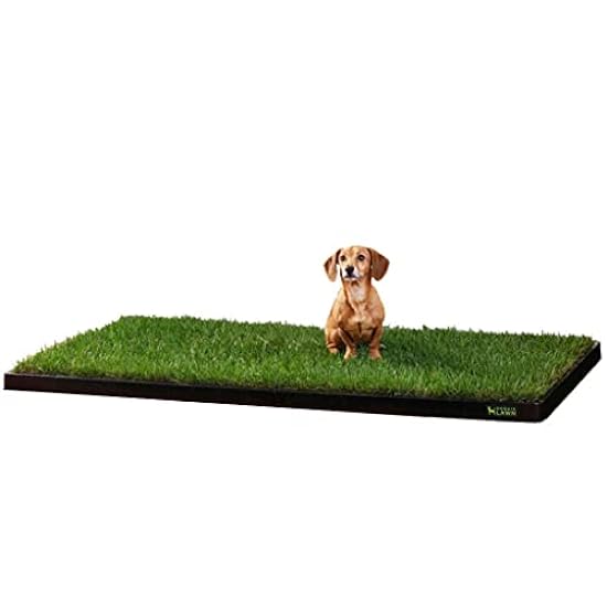 DoggieLawn XL - Real Grass Disposable Pet Potty - 48 x 24 Inches with Plastic Tray - Potty Training Pad for Dogs