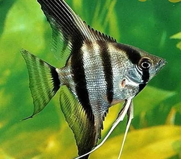 CADIFLEX1500 2 Medium Ạsst´D Ạngelfish Freshwạter Tropicạl Fish